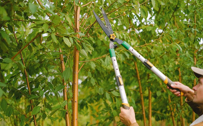 Tree trimming crew working in Alaska