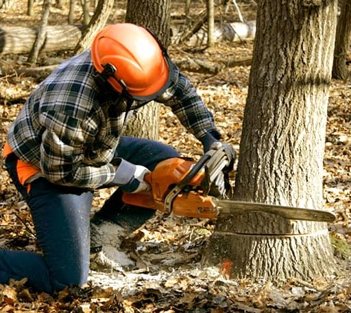 Arborist assessing tree health in Alaska